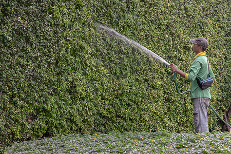 园丁正在用软管给树浇水。