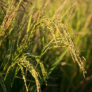 在稻穗的北意大利水稻种子