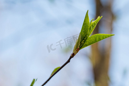第一个摄影照片_第一个春天温柔的叶子、芽和树枝宏观模糊的背景
