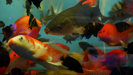 水产底纹摄影照片_异国情调的装饰水族馆中热带鱼的多样性。