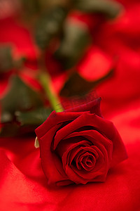 红丝绸上的红玫瑰