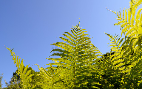 青翠摄影照片_在蓝天背景的蕨青翠的枝条叶子