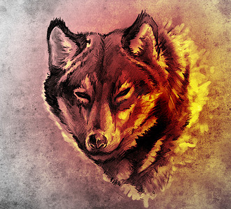 黑色狼头摄影照片_纹身艺术素描，狼头插图