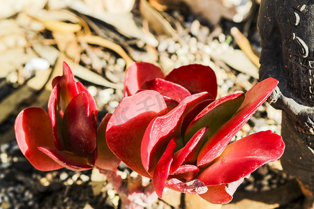 花园中的 Kalanchoe Lucia 多汁植物