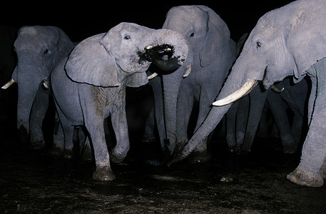 成群的大象在夜间喝水