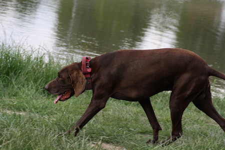 站立的大狗摄影照片_站立在水体旁边的一只大棕色狗
