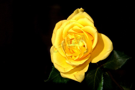 黑色背景上的黄玫瑰