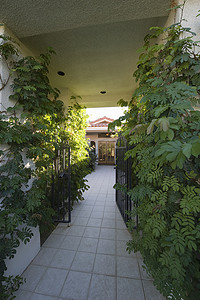 家门口摄影照片_家门口狭窄走道上的植物