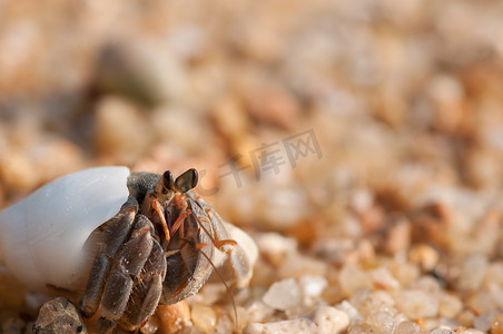 海滩螃蟹摄影照片_海滩上的寄居蟹