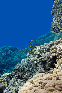 海底鱼背景摄影照片_蓝色水背景下热带海底珊瑚礁与珊瑚礁和山羊鱼