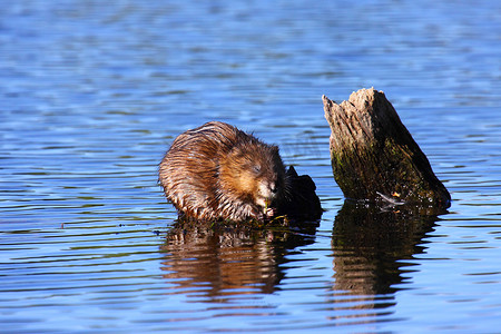 麝香摄影照片_麝香鼠吃水中央的藻类
