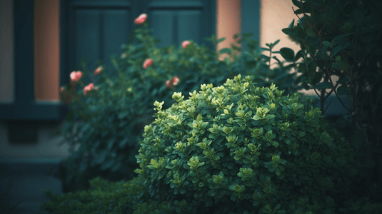 灌木植物摄影照片_房屋旁的绿色灌木植物