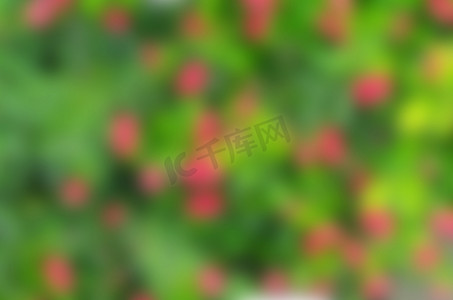 地面常春藤摄影照片_模糊的绿叶和小红花背景