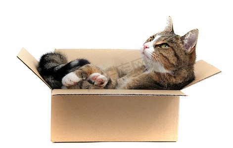纸盒里的小猫