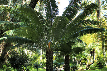 花园中的 Cycas Circinalis 植物