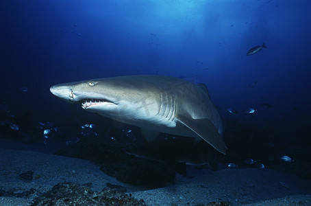 Aliwal Shoal 印度洋南非沙虎鲨 (Carcharias taurus)
