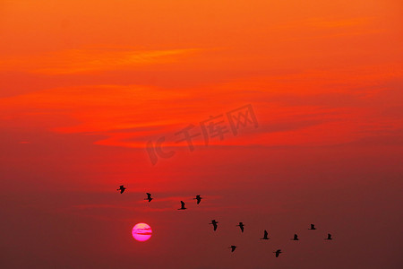 美丽的洋红色日落和鸟儿飞翔的红云 o