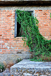 爬山虎背景墙摄影照片_透过窗户生长的植物