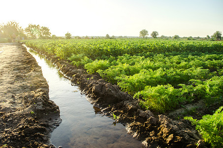 通过灌溉渠道浇灌年轻的土豆和胡萝卜的种植园。