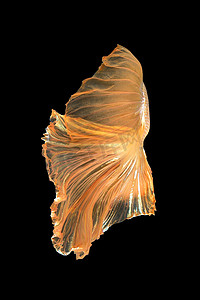 关闭 Betta 鱼的艺术运动，孤立在黑色背景上的暹罗斗鱼。美术设计理念。