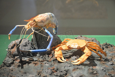 菲律宾马尼拉虾蟹国家自然历史博物馆
