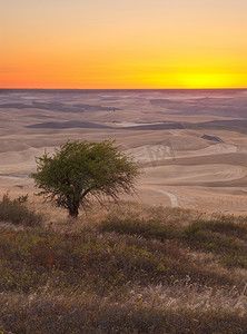 雨后海棠树摄影照片_美国华盛顿惠特曼县 Steptoe Butte 州立公园日落时的草原草、海棠树和收获的田地