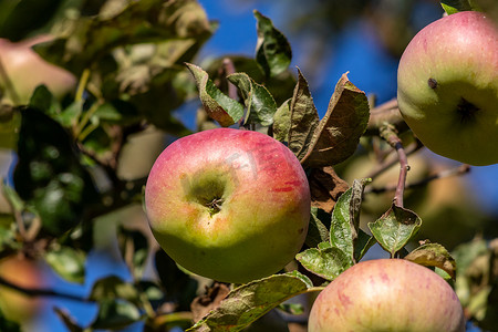 秋天苹果树枝上成熟的红绿苹果特写