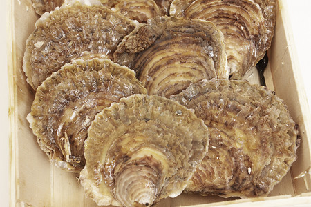 白色背景中木箱中的牡蛎