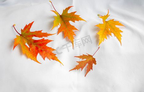 秋天梧桐树摄影照片_秋天的枫叶悬停在白色背景上