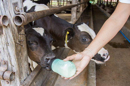 可爱的奶瓶摄影照片_特写 — 泰国妇女手工喂奶瓶中的奶牛