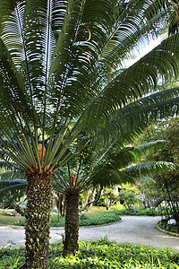 花园中的 Cycas Revoluta 植物
