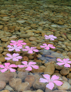 漂浮在自然淡水中的夹竹桃桃红色花