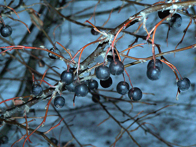 冬天的黑浆果