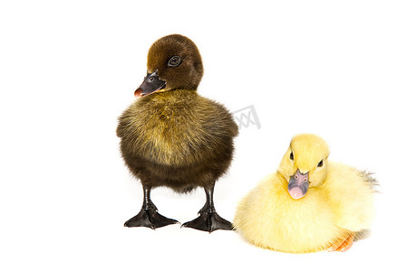 白色背景上新出生的小可爱黄色和黑色小鸭。