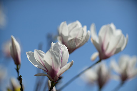 开花在模糊的白色木兰背景的白色木兰花在木兰树的