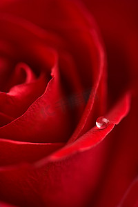 带水滴的红玫瑰微距
