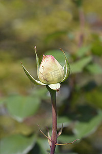 杂交玫瑰摄影照片_巴登巴登玫瑰纪念品