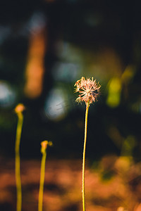 晚上开花摄影照片_草花晚上复古风格