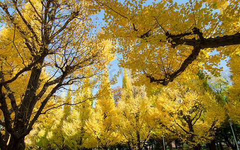 日本东京花园中的银杏树