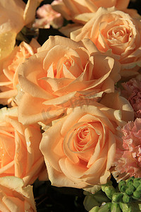 柔软的橙色玫瑰和康乃馨