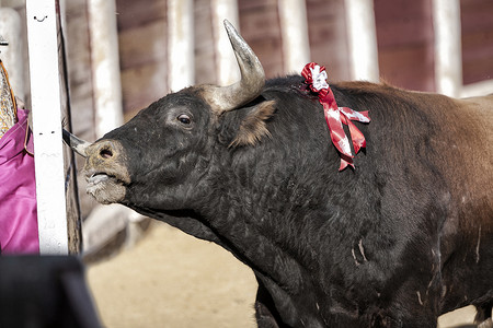 中的战斗机摄影照片_在 Ubeda 举行的斗牛中，捕捉到一头将近 600 公斤的棕色公牛在 burladero 中撞击它们的号角