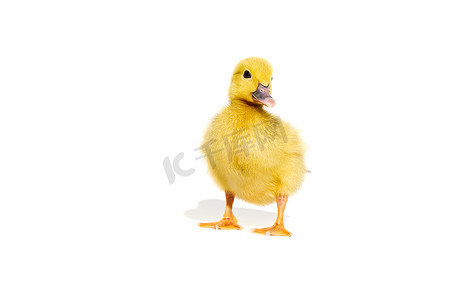 鸭子黄色摄影照片_在白色隔绝的新出生的小逗人喜爱的黄色小鸭子。