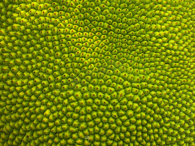 抽象的绿色自然模糊年轻菠萝蜜的背景，由尖皮水果的特写纹理