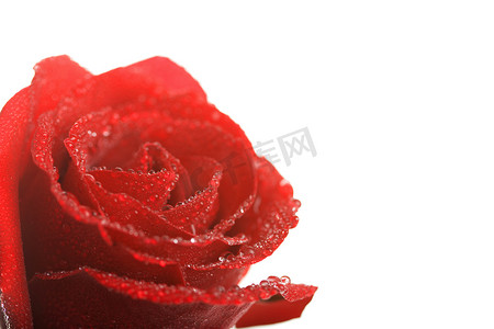 美丽的红玫瑰与孤立的水滴