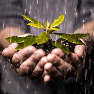 珍惜水摄影照片_雨中捧着幼苗的手特写