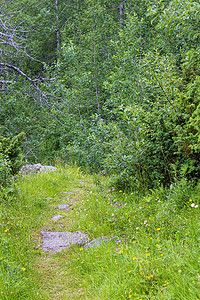 在挪威海姆瑟达尔 (Hemsedal) 的森林中远足。