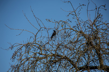 冬秋天的摄影照片_冬树上的黑乌鸦