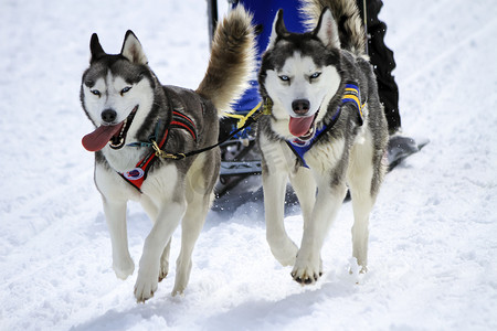 赛拉摄影照片_雪橇犬参加速度赛，瑞士莫斯
