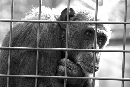 笼中猴子思考