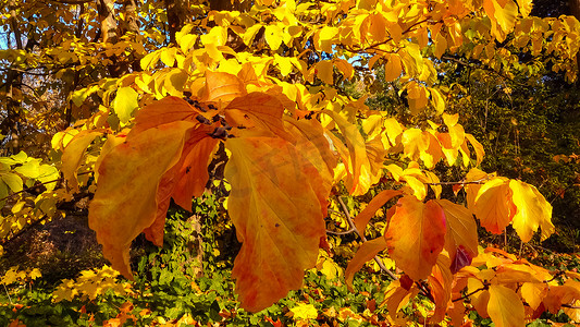 秋天，树枝上和地上的常春藤上美丽的黄叶，滑块拍摄